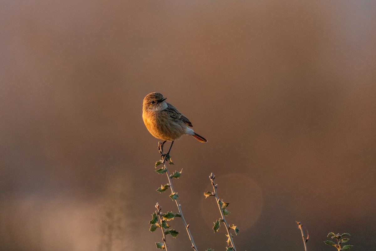 European Stonechat - ML620700013