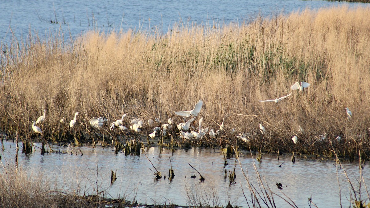 Snowy Egret - ML620700018