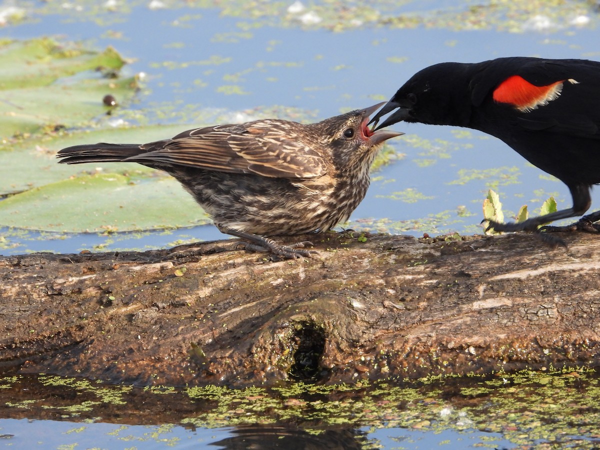 Red-winged Blackbird - ML620700019