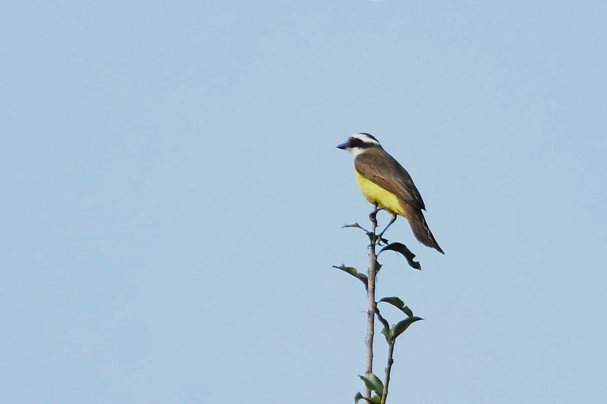 Great Kiskadee - ML620700020