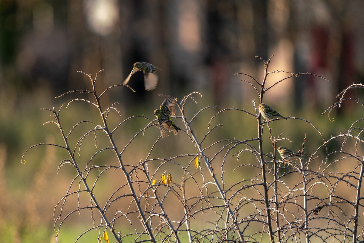 European Serin - ML620700021