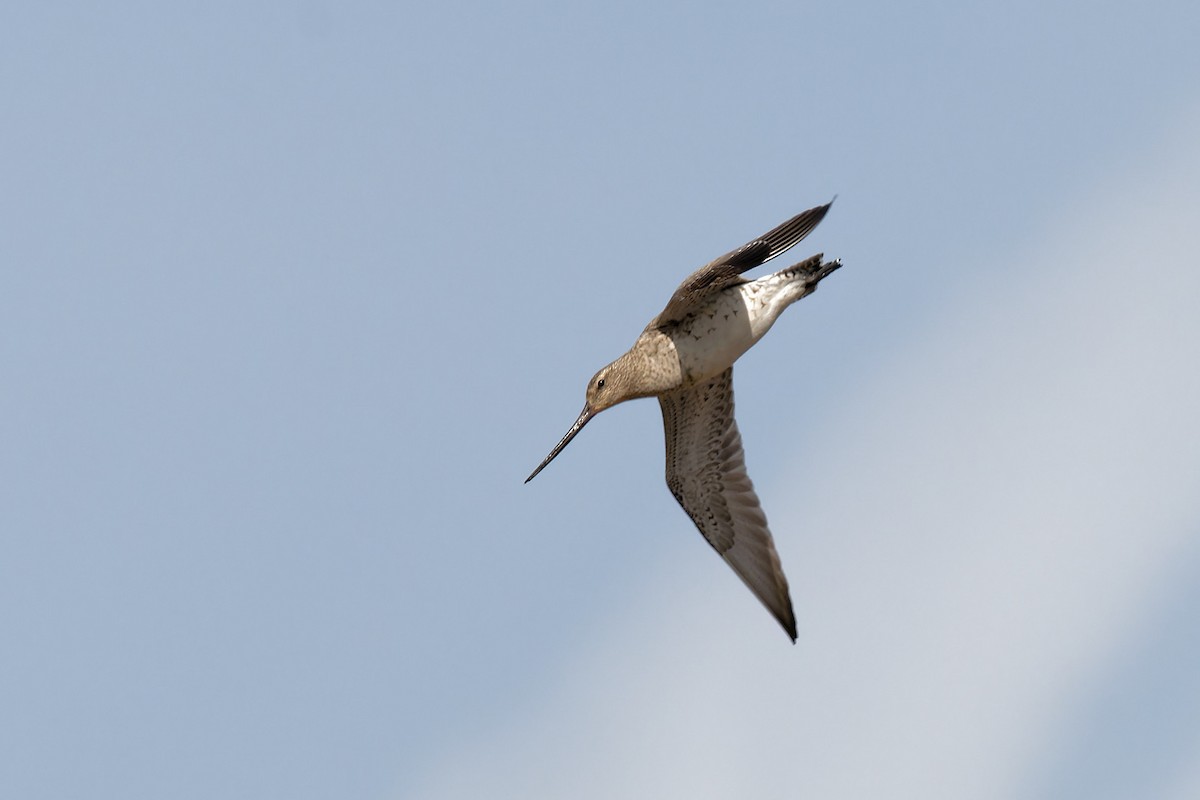 Bar-tailed Godwit - ML620700022