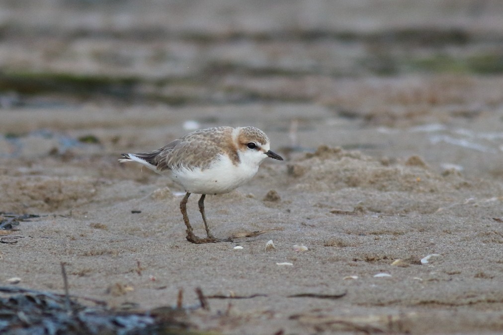 Red-capped Plover - ML620700023