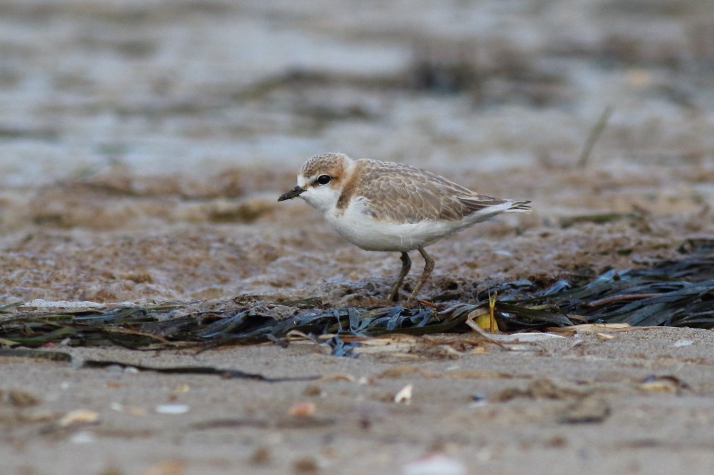 Red-capped Plover - ML620700024