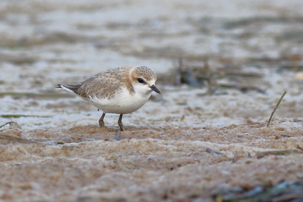 Red-capped Plover - ML620700025