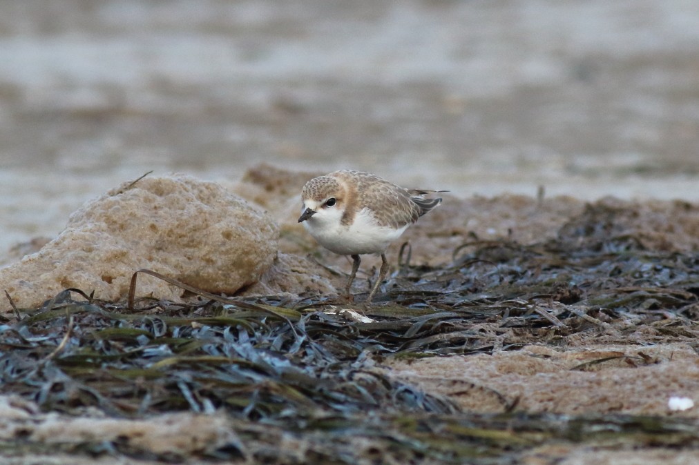 Red-capped Plover - ML620700026