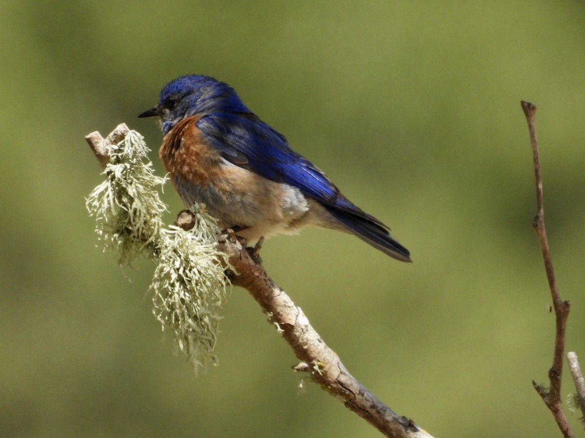 Western Bluebird - ML620700027