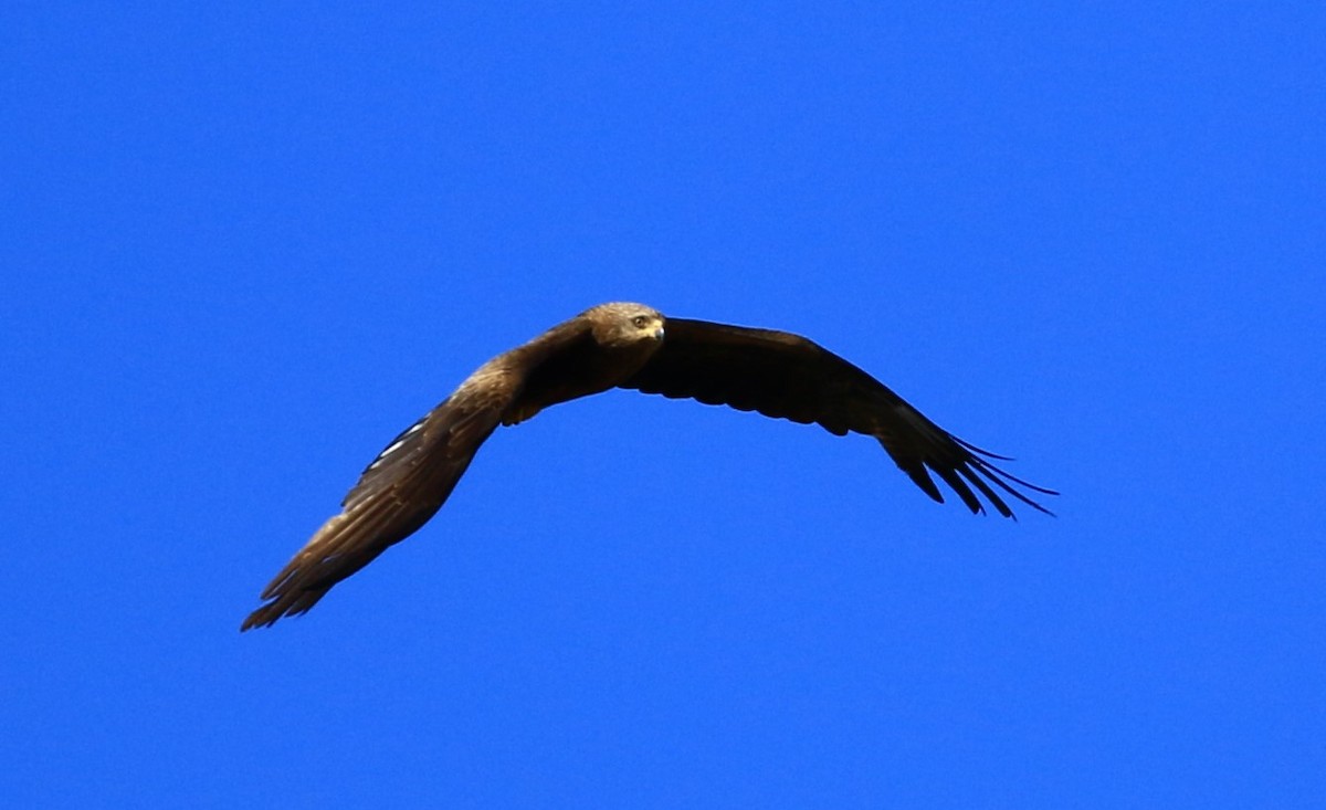 Black Kite - ML620700031