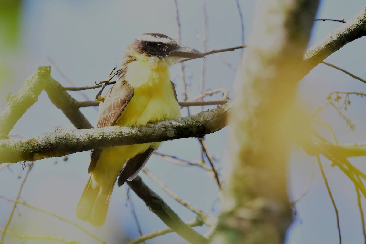 Boat-billed Flycatcher - ML620700033