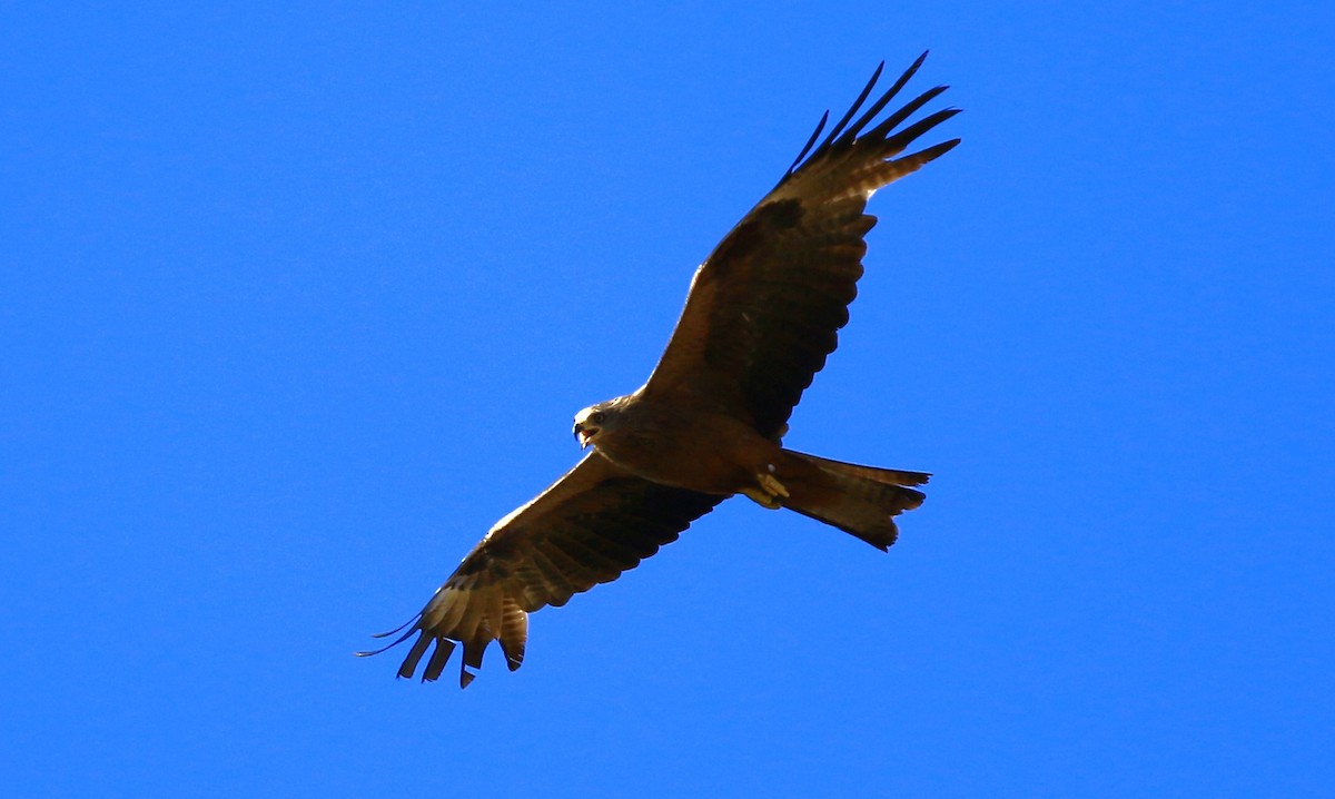 Black Kite - ML620700034