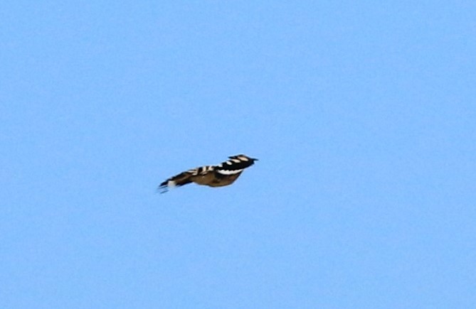 Eurasian Hoopoe - ML620700037