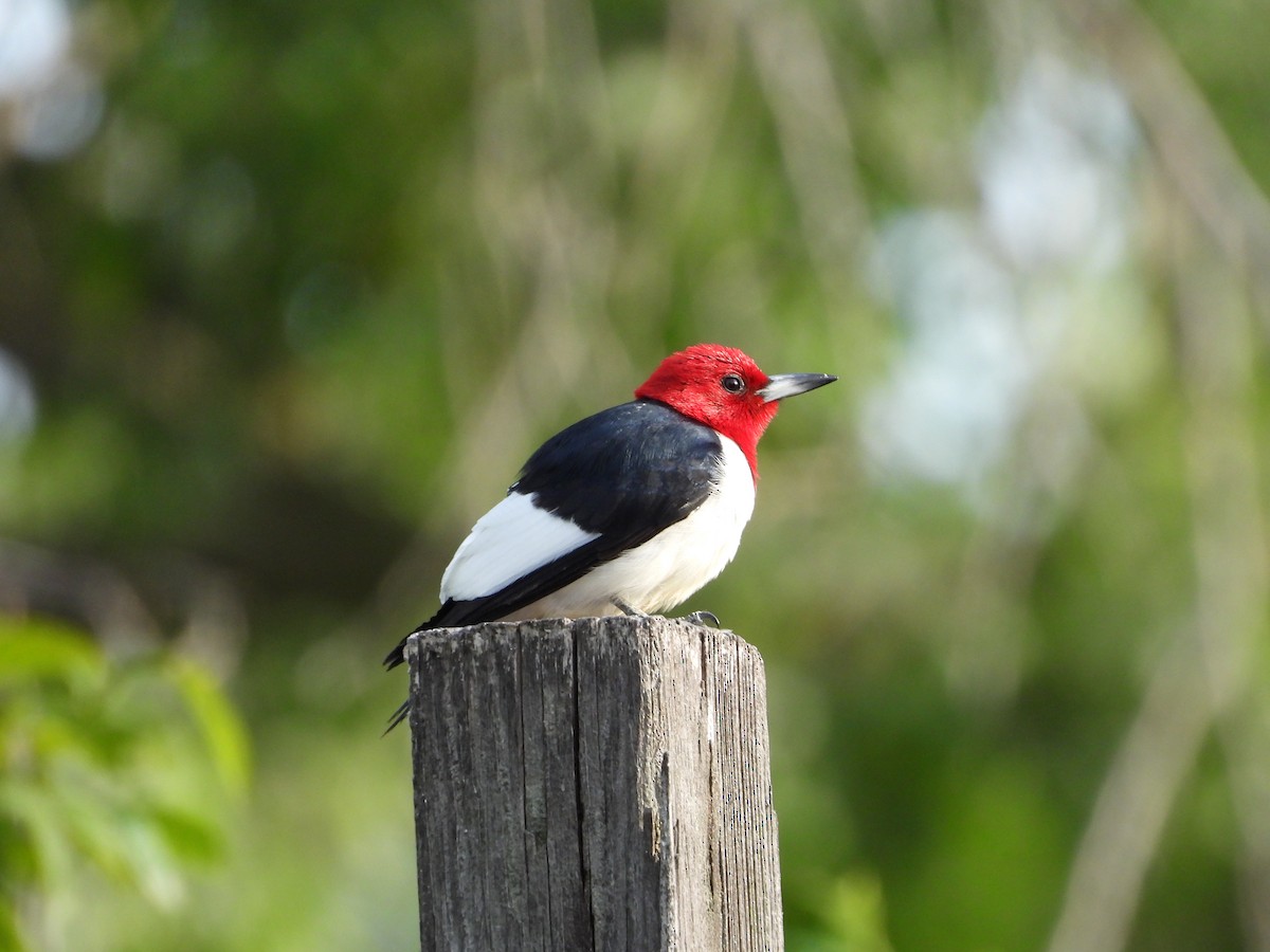 Pic à tête rouge - ML620700038