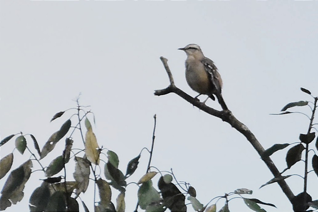 Chalk-browed Mockingbird - ML620700039