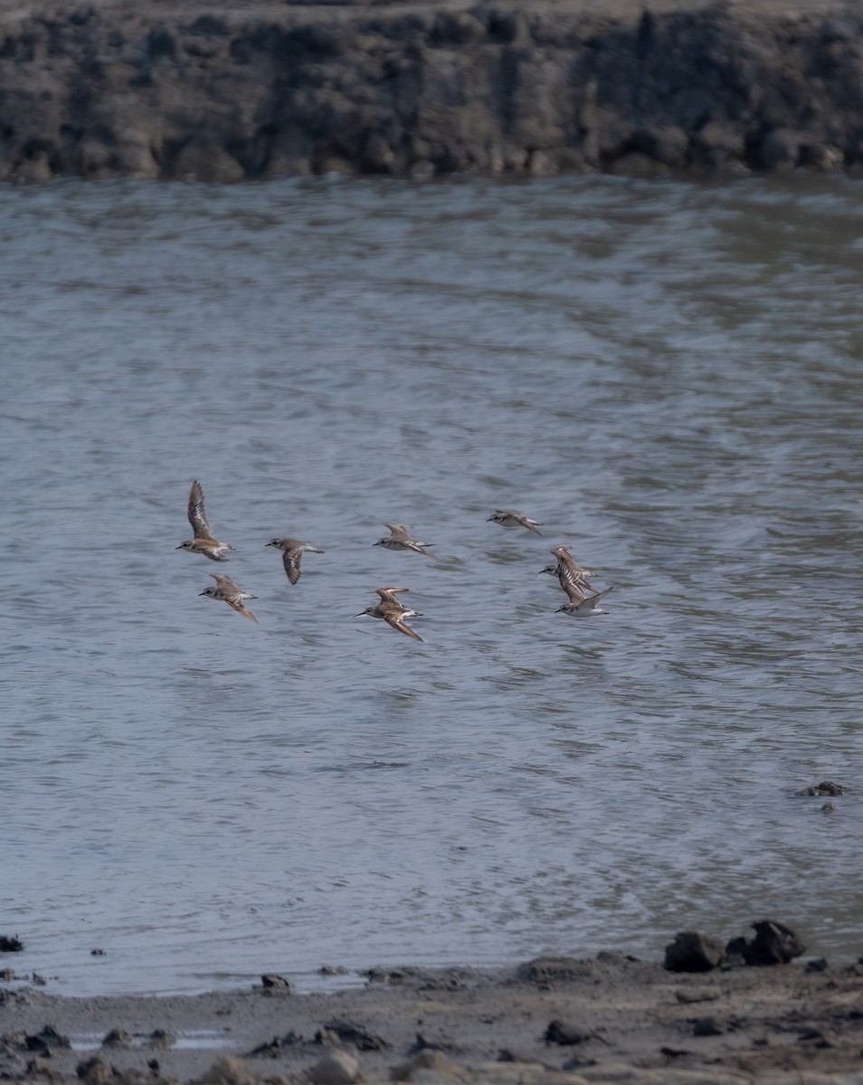 Curlew Sandpiper - ML620700040