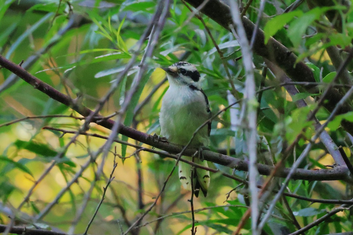 Downy Woodpecker - ML620700045