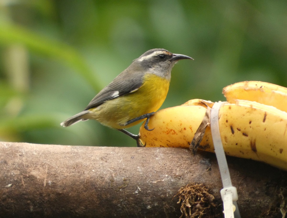 Bananaquit - ML620700046