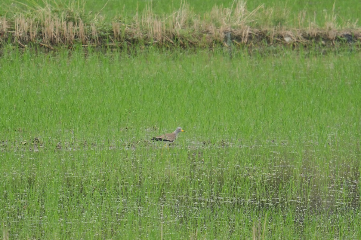 Gray-headed Lapwing - ML620700047