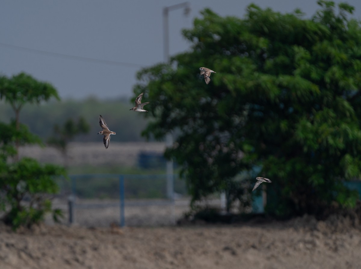 Tibetan Sand-Plover - ML620700048