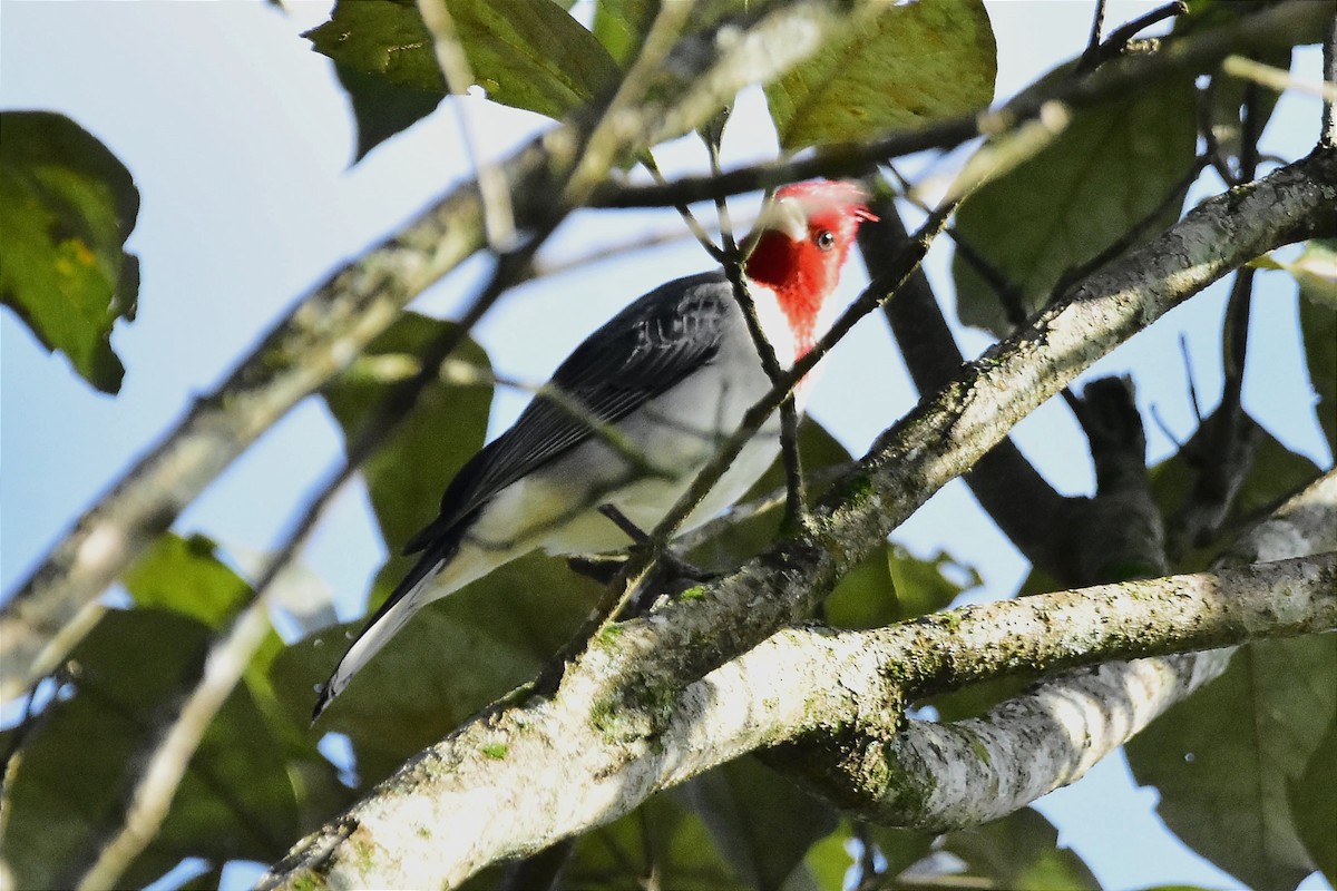 Red-crested Cardinal - ML620700049