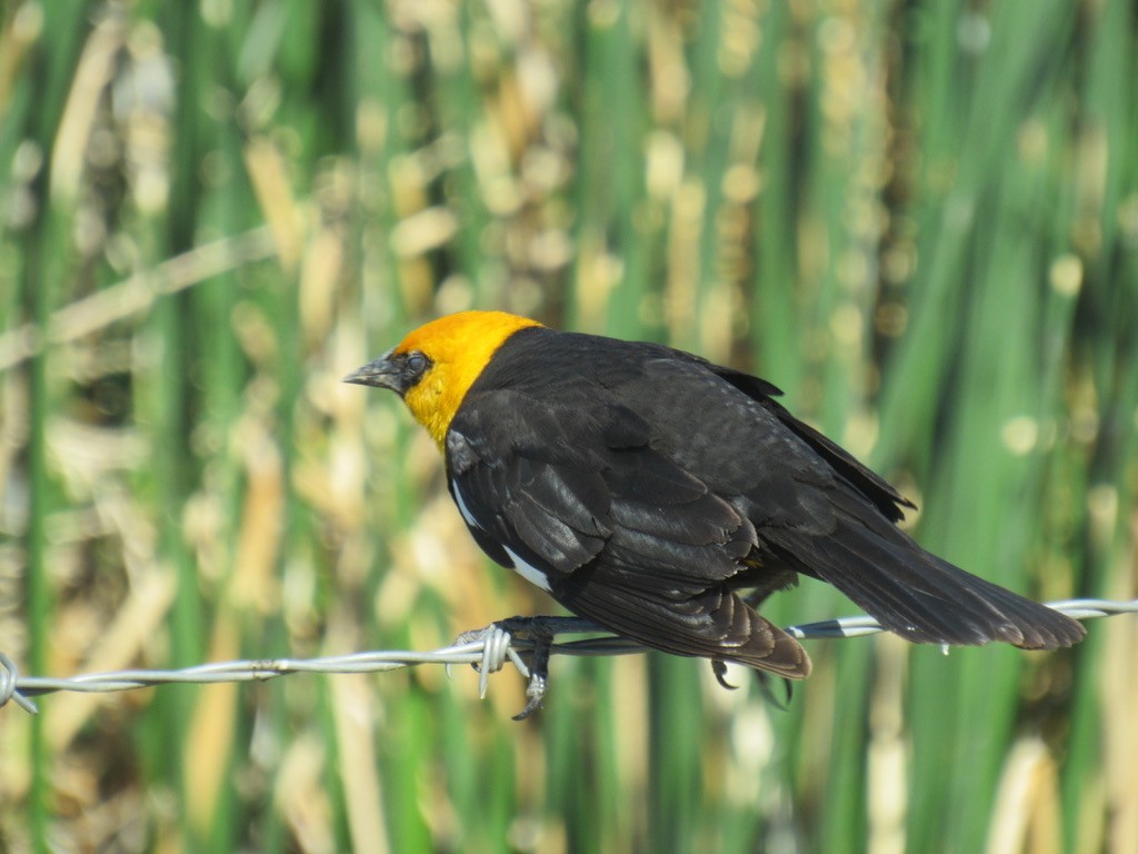 Yellow-headed Blackbird - ML620700050