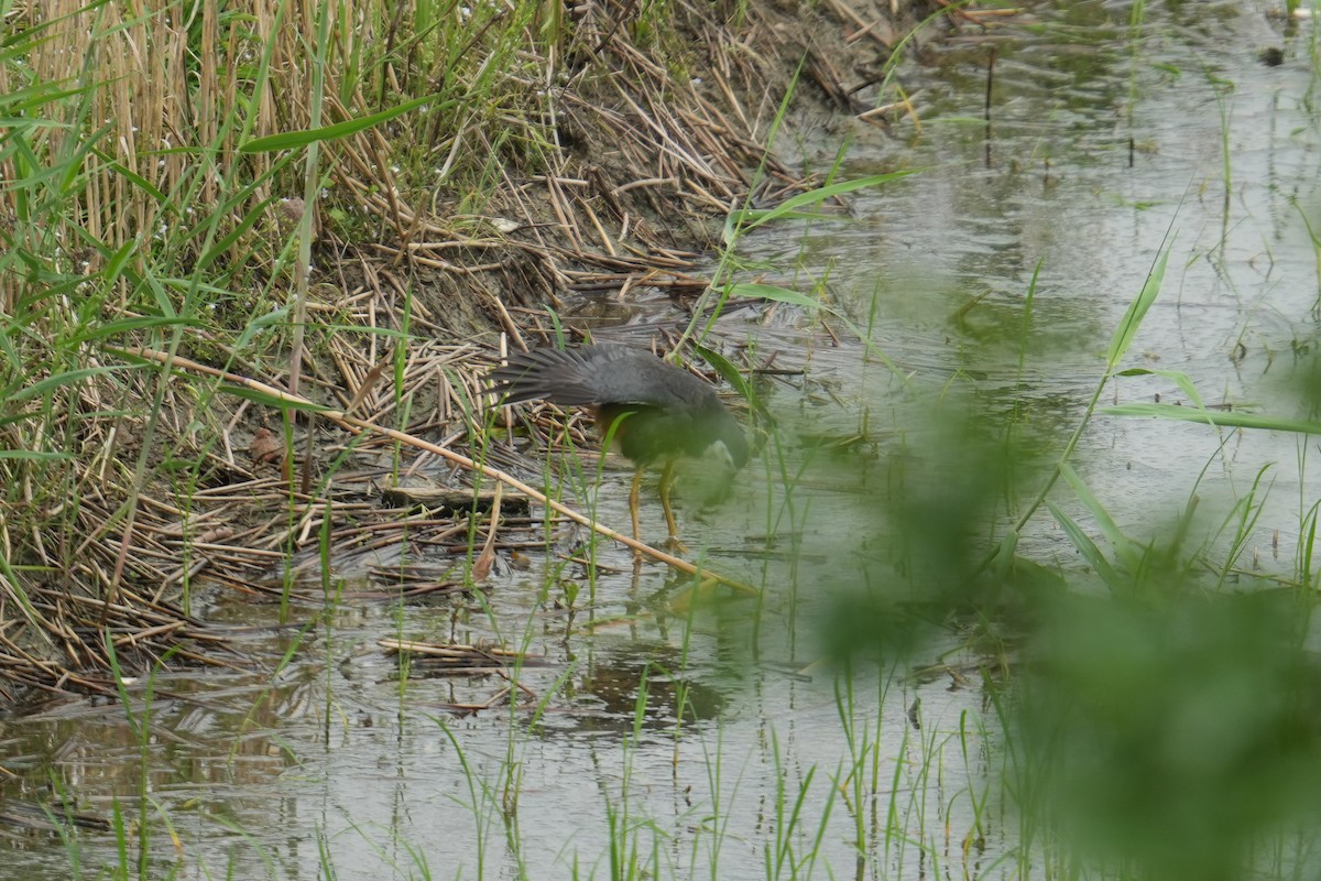 White-breasted Waterhen - ML620700051