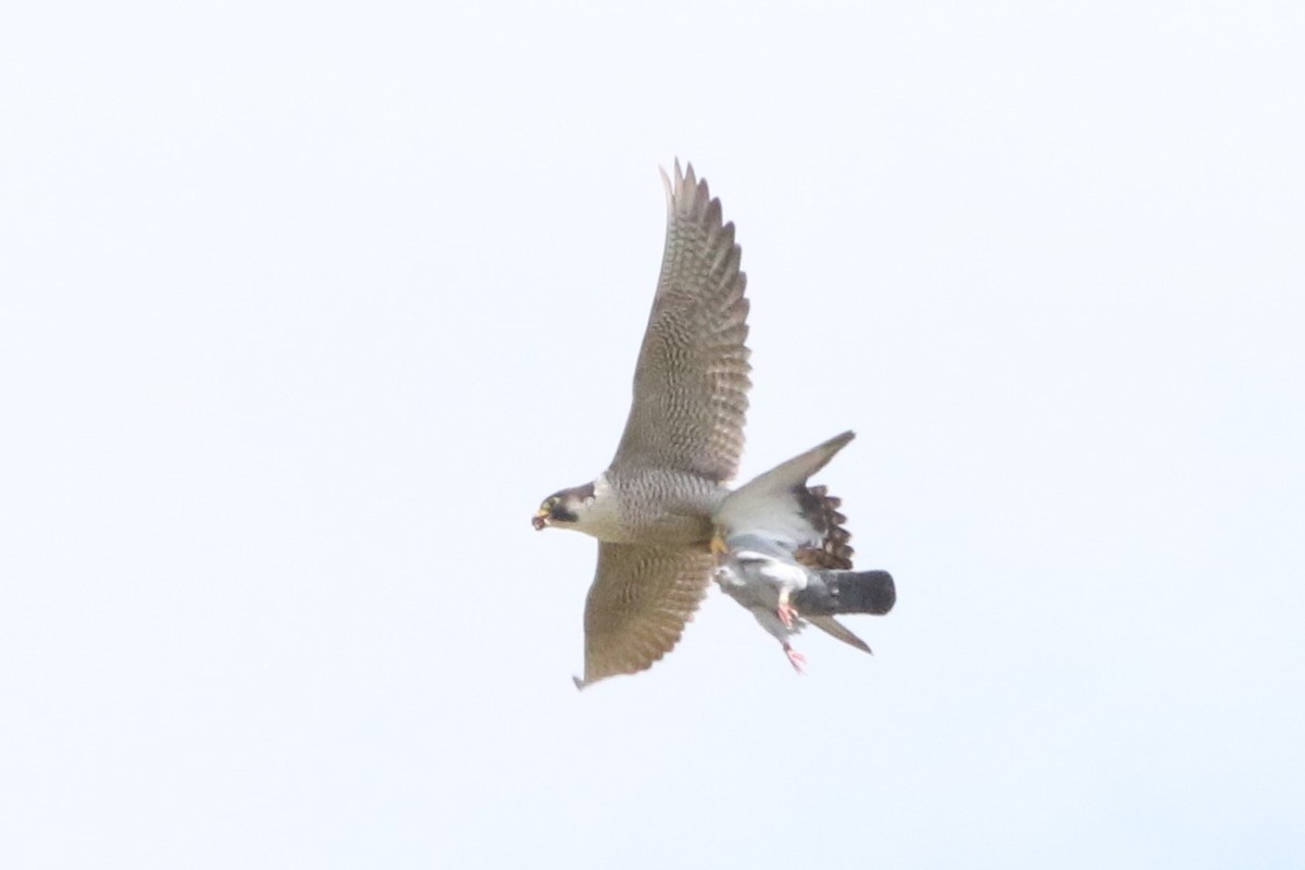 Peregrine Falcon - ML620700055