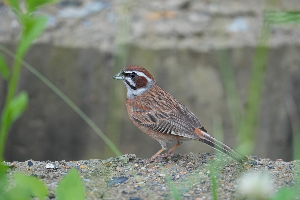 Meadow Bunting - ML620700056