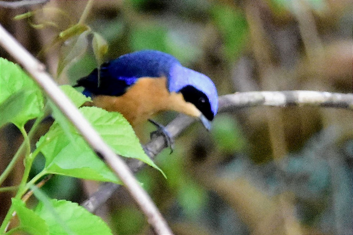 Fawn-breasted Tanager - ML620700057