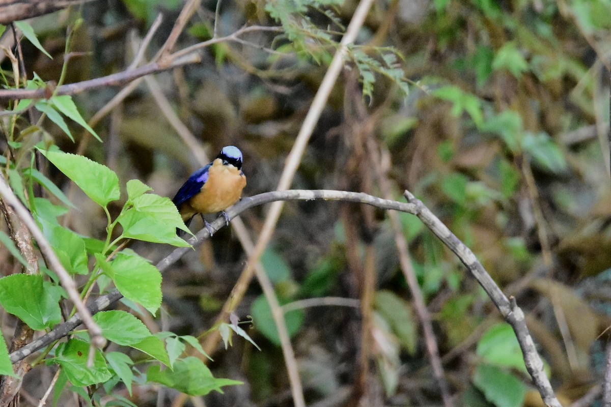 Fawn-breasted Tanager - ML620700058