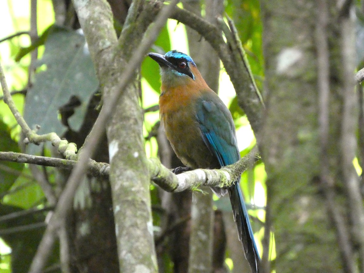 Motmot de Lesson - ML620700059