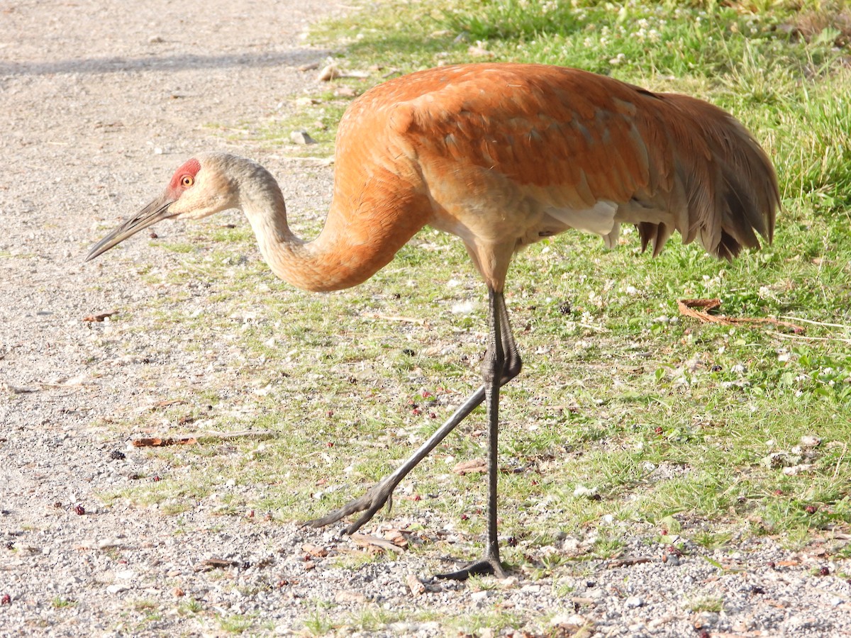 Sandhill Crane - ML620700062