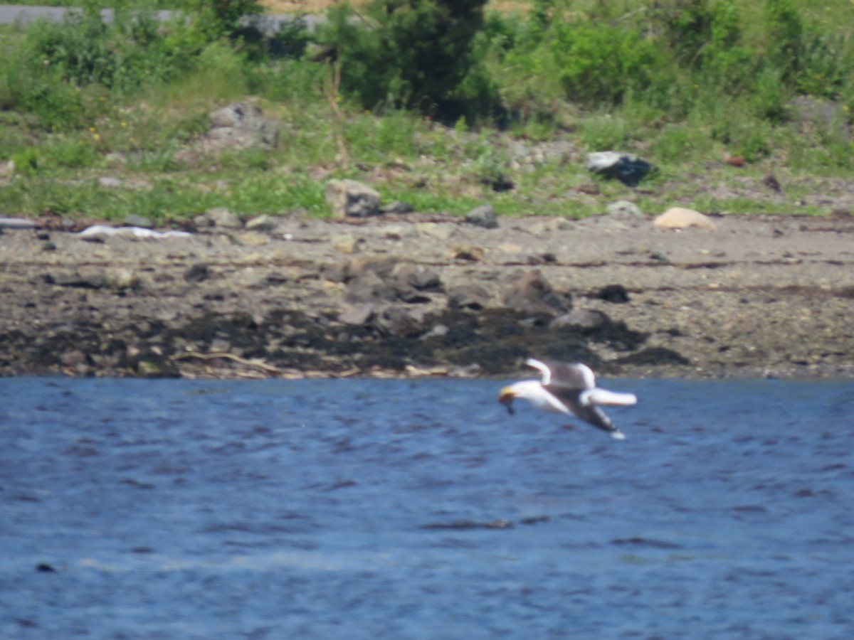 Great Black-backed Gull - ML620700065