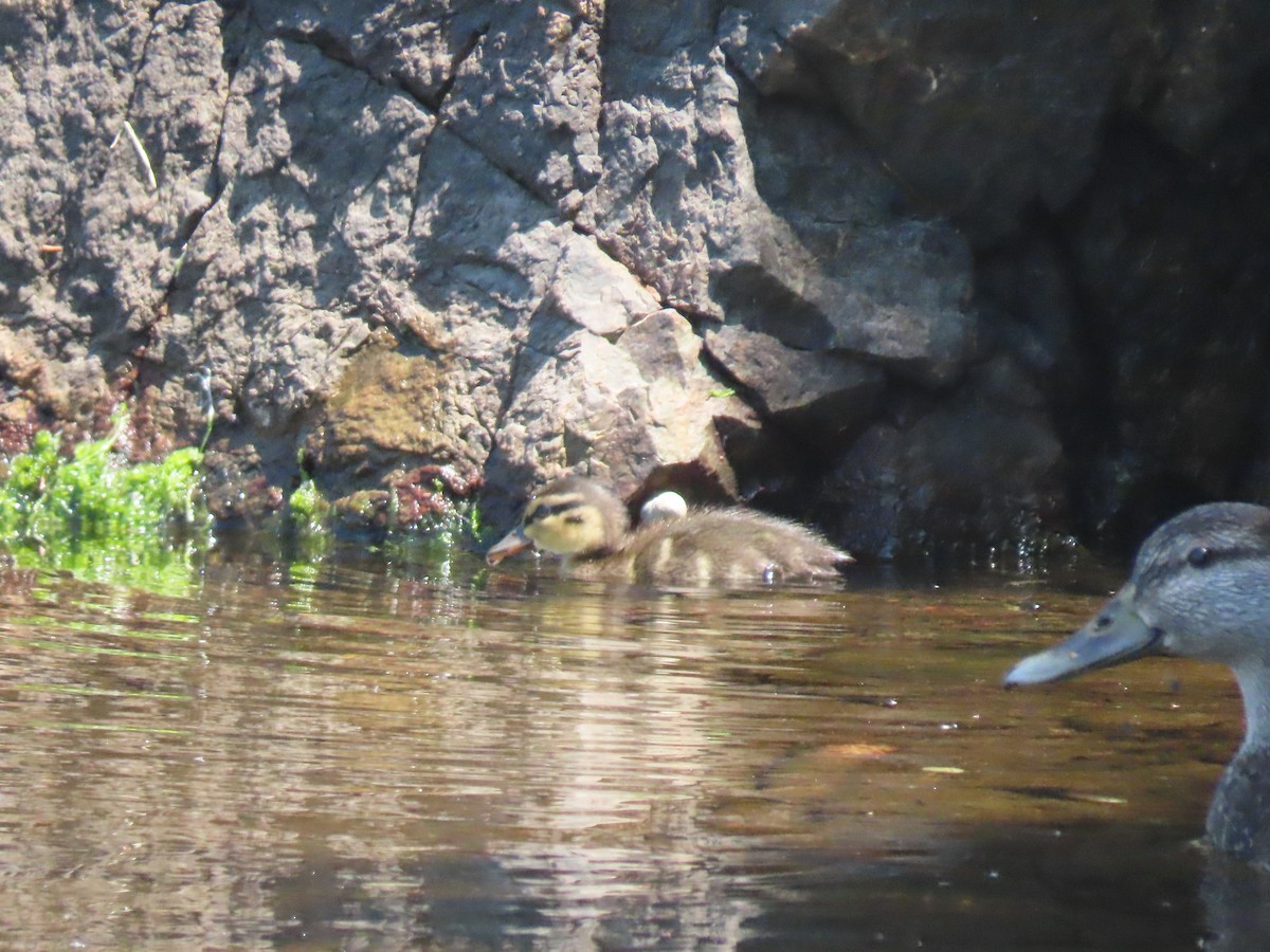 American Black Duck - ML620700067