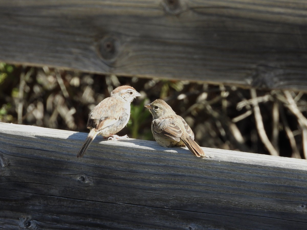 Rufous-crowned Sparrow - ML620700068