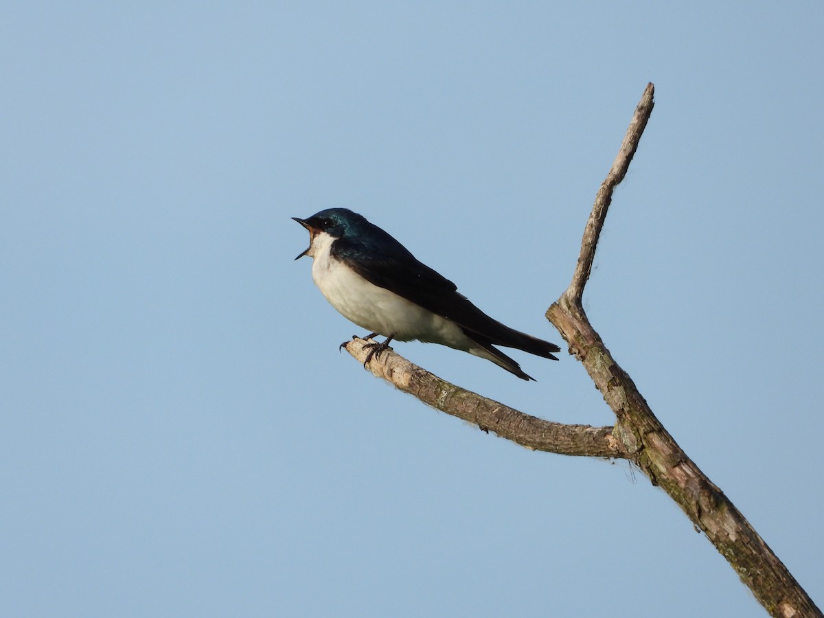 Golondrina Bicolor - ML620700070