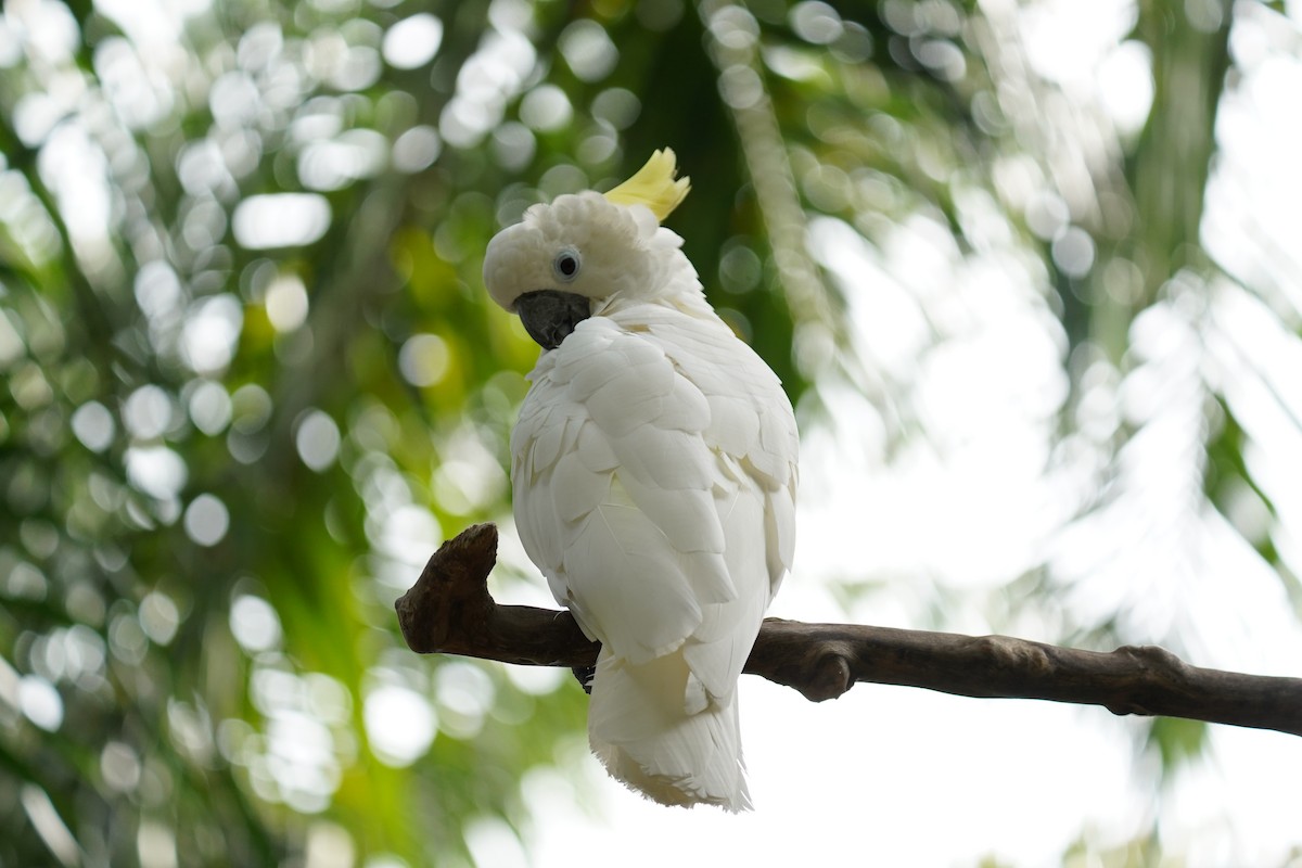 Sulphur-crested Cockatoo - ML620700071