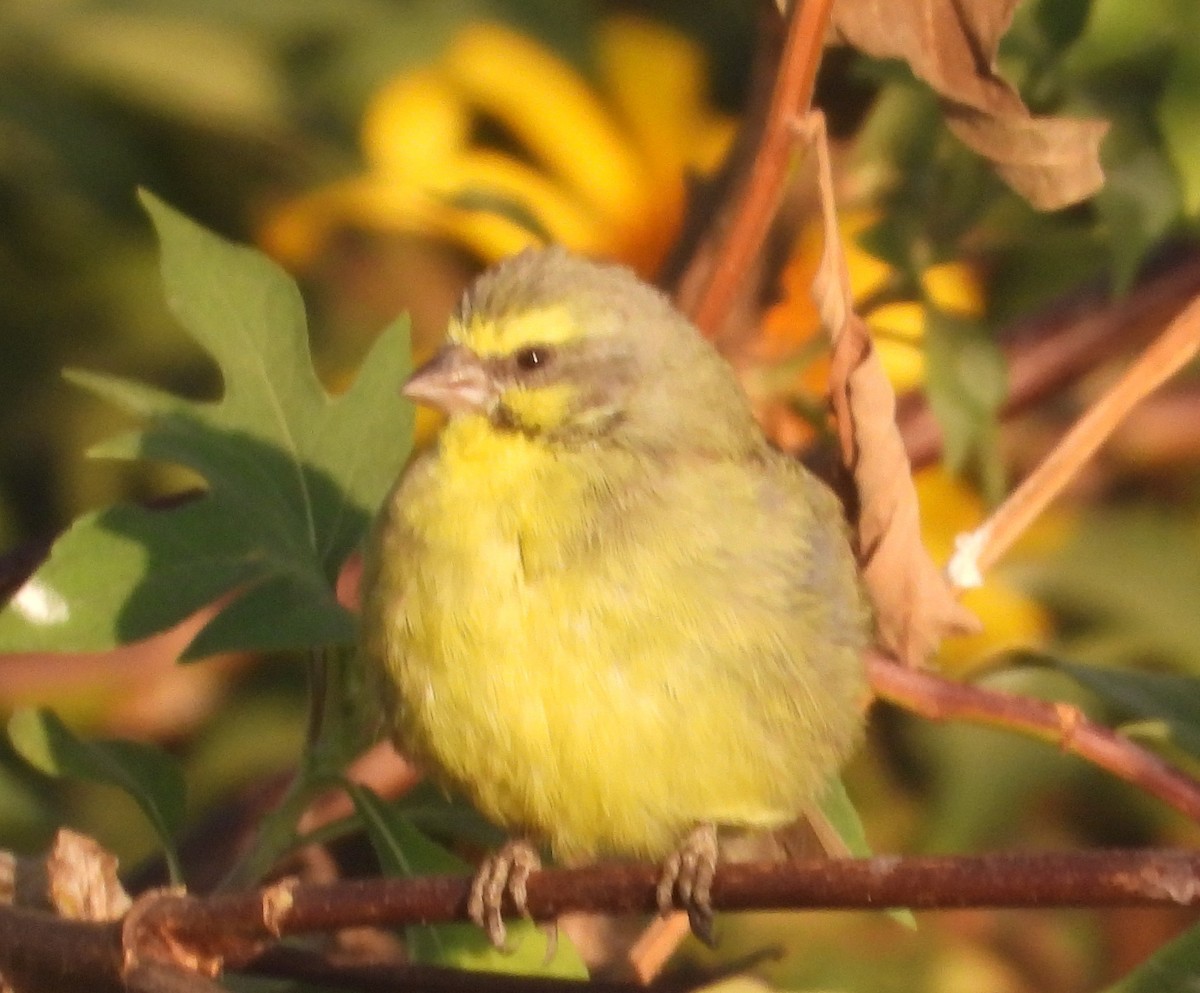 Yellow-fronted Canary - ML620700072