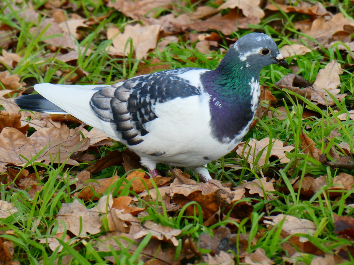 Rock Pigeon (Feral Pigeon) - ML620700074