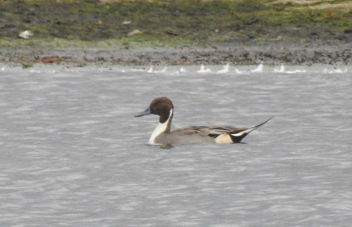 Northern Pintail - ML620700075