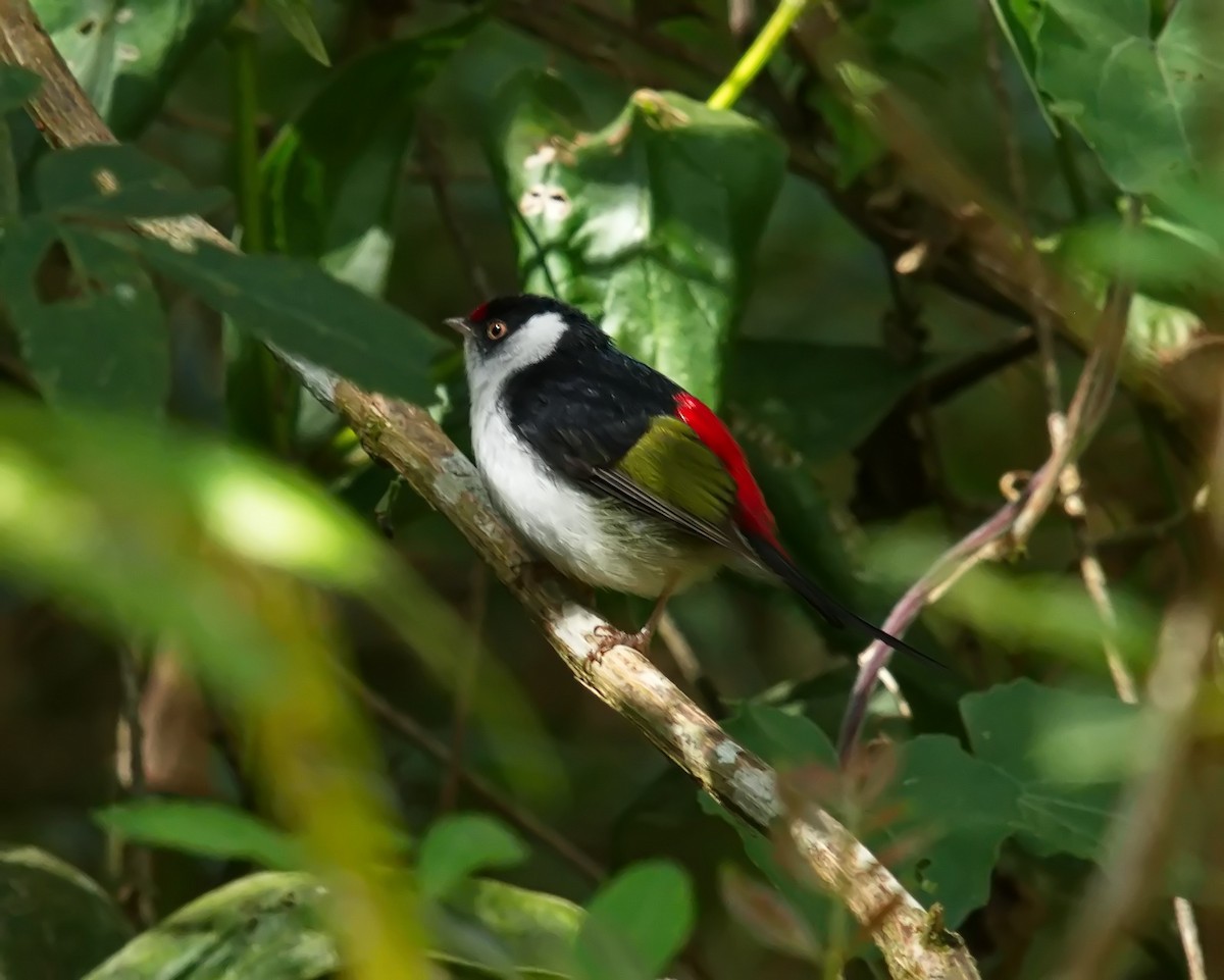 Pin-tailed Manakin - ML620700077