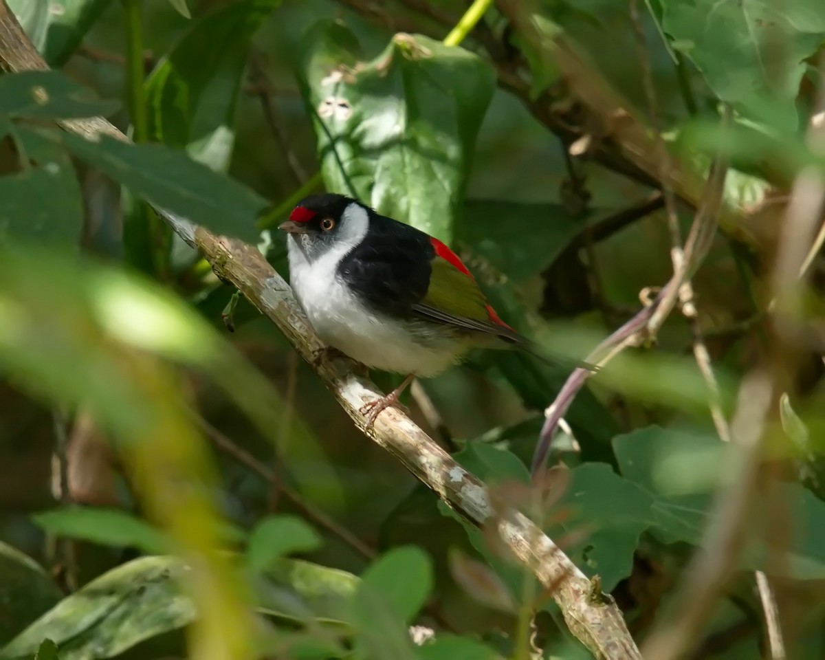 Pin-tailed Manakin - ML620700079