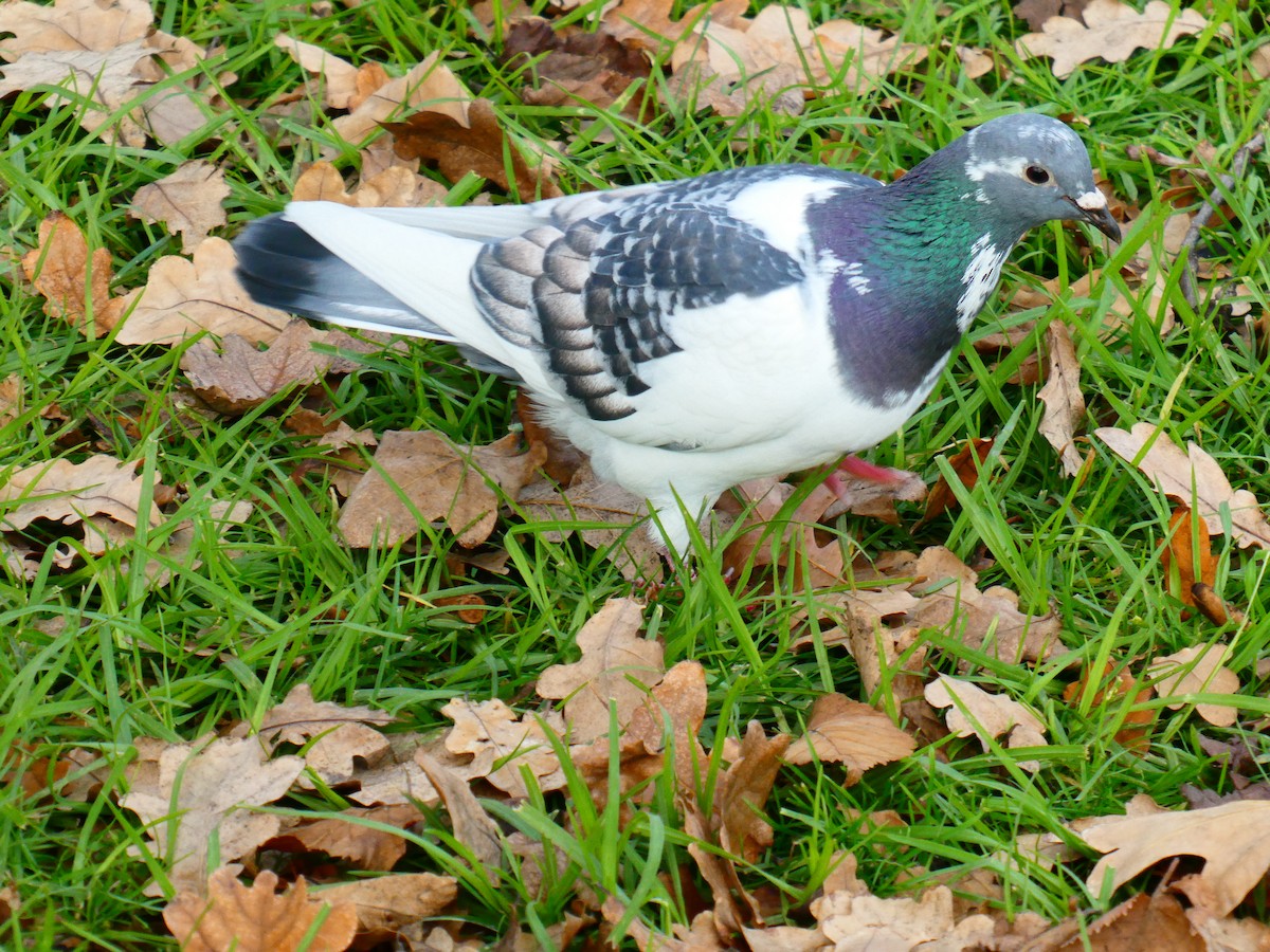 Rock Pigeon (Feral Pigeon) - ML620700081