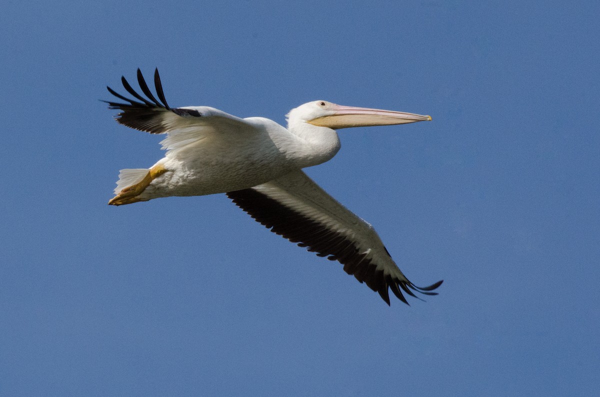 pelikán severoamerický - ML620700082
