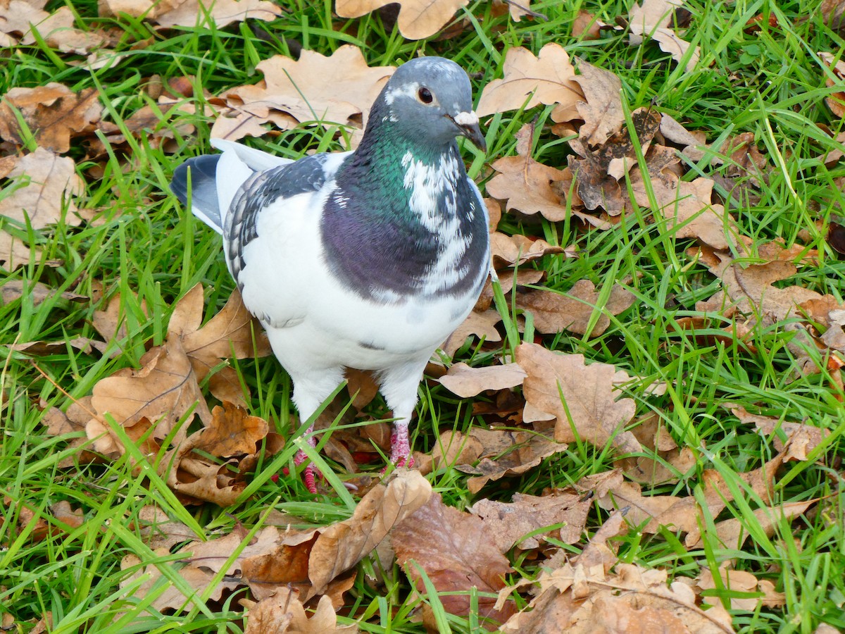 Rock Pigeon (Feral Pigeon) - ML620700083