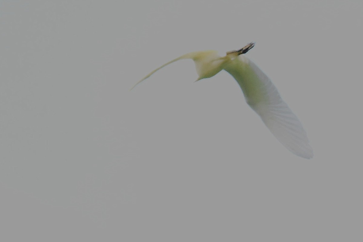 Western Cattle Egret - ML620700084