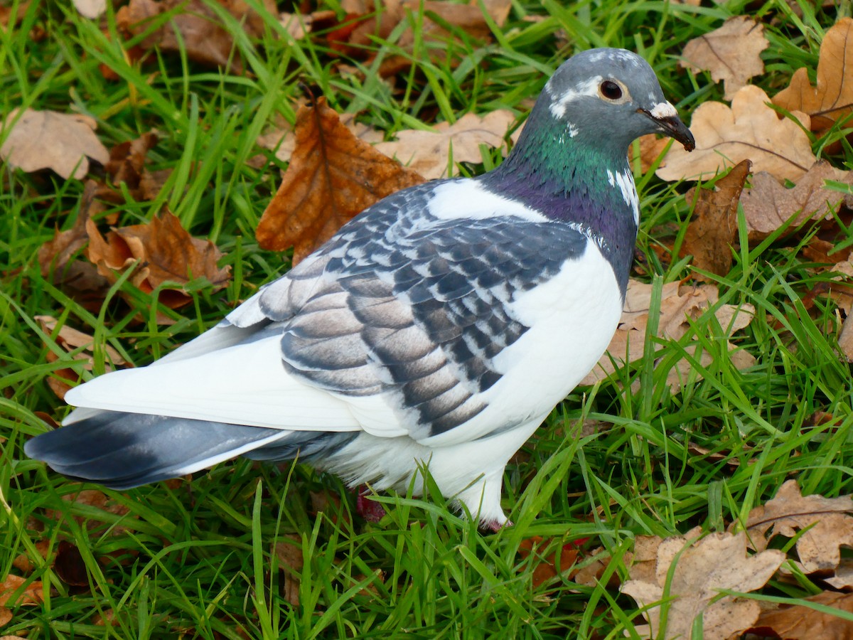 Rock Pigeon (Feral Pigeon) - ML620700085