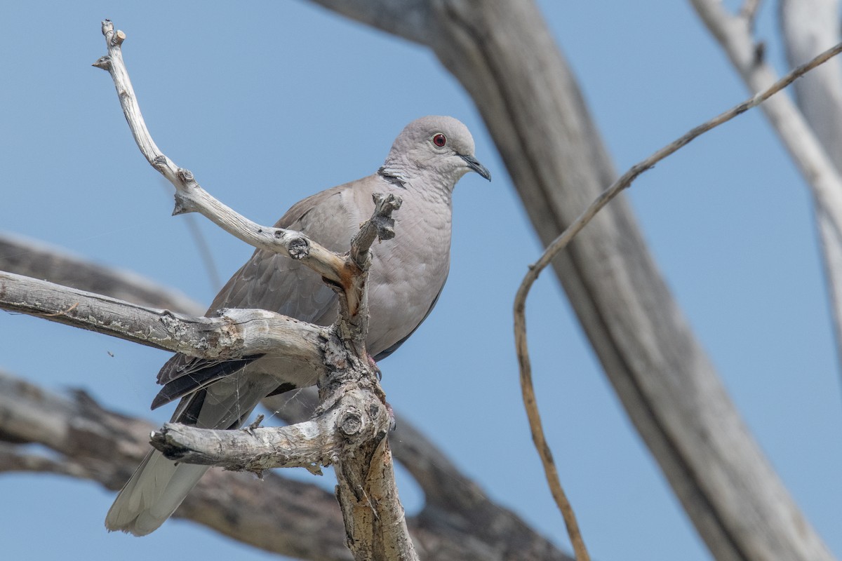 灰斑鳩 - ML620700086