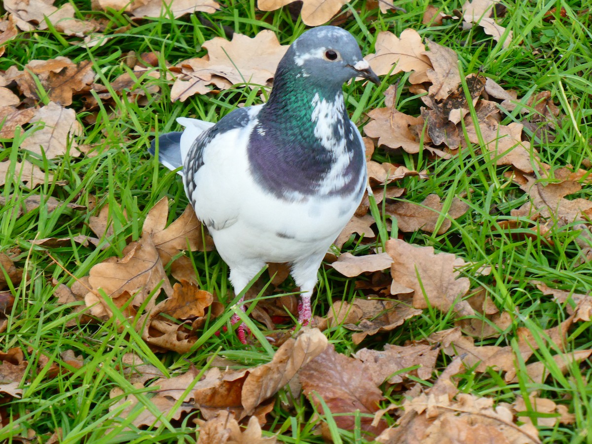 Rock Pigeon (Feral Pigeon) - ML620700087