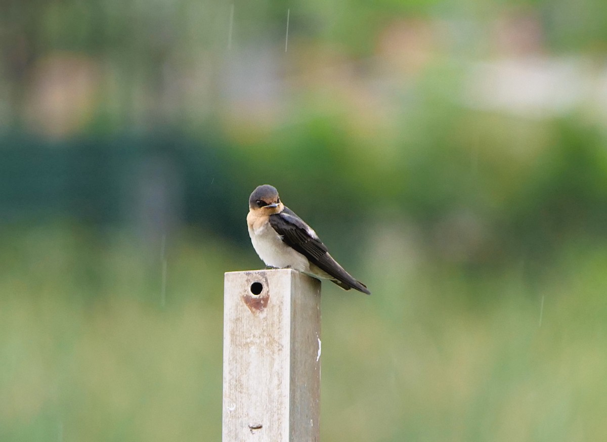 Pacific Swallow - ML620700092