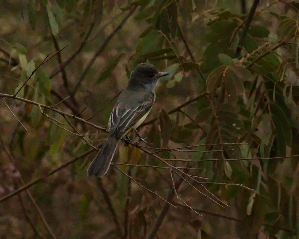 Myiarchus sp. - ML620700094